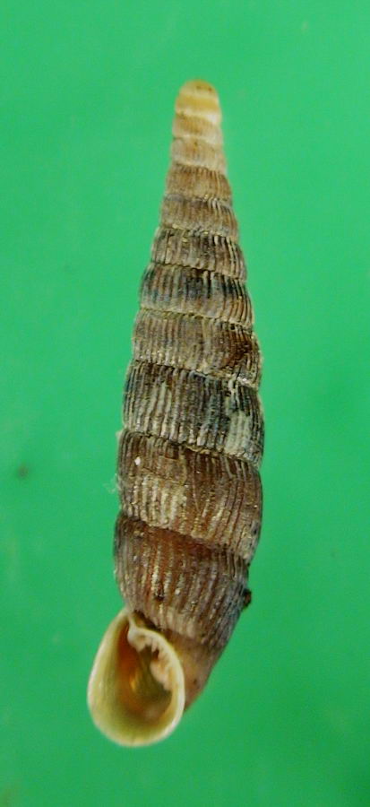 Macrogastra plicatula della Maiella